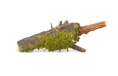 Orman moss beyaz arka plan üzerinde izole ağaç dalı