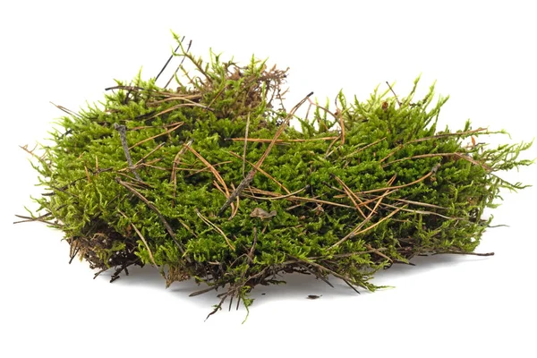 Forest Moss Grond Geïsoleerd Witte Achtergrond — Stockfoto