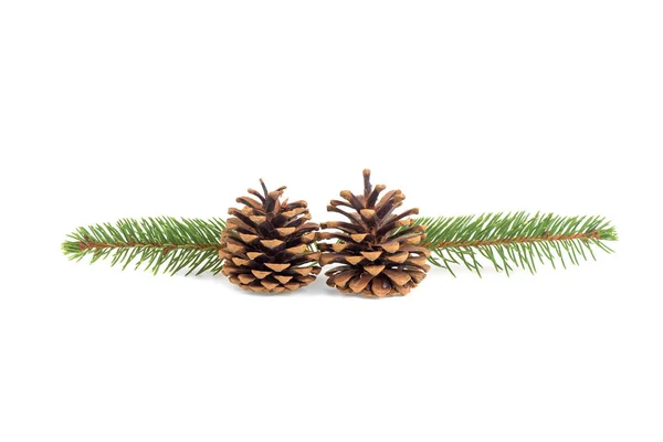 Branch Christmas Tree Cone Isolated White Background — Stock Photo, Image