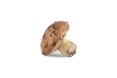 Beyaz arka plan üzerinde izole ormandan gelen mantar