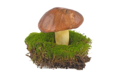 Boletus mantar beyaz arka plan üzerinde izole yosun büyümeye