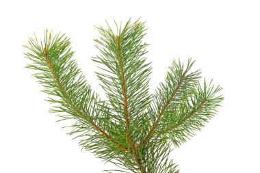 Beyaz arkaplanda ladin dalı izole edildi