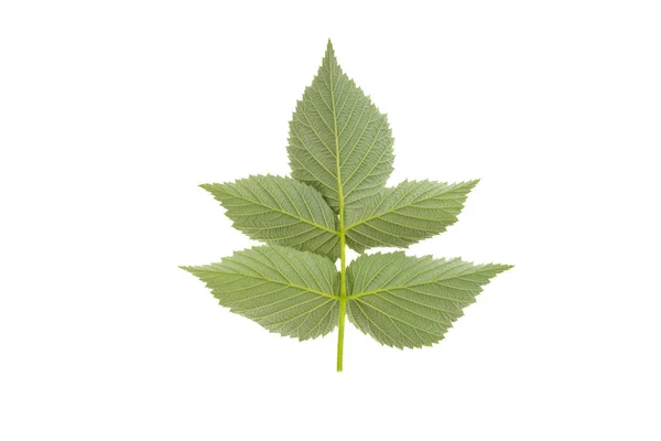 Malina Větev Zelený List Izolované Bílém Pozadí — Stock fotografie