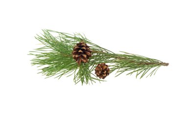 Çam dal ve beyaz arka plan üzerinde izole koniler