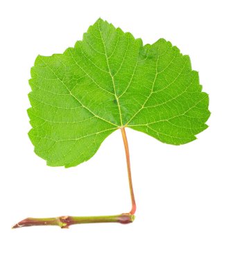 Beyaz bir zemin üzerinde yeşil üzüm bağları.