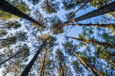 En tepedeki orman mavisi gökyüzüne bakıyorum. Top ağaçlar çam uzun boylu. 