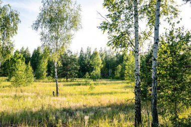 Peyzaj alanı ağaçları. Huş ağaçları manzara. Gün doğumu alanı.