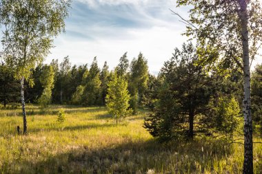 Peyzaj alanı ağaçları. Huş ağaçları manzara. Gün batımı alanı.