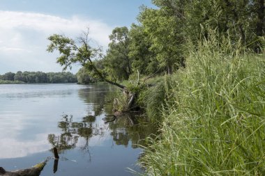Riverside parkı. Nehir kenarında çimenler ve ağaçlar var. Mavi su. Sudaki ağaçlar. Nehir yansıması.