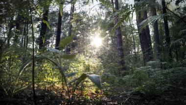 Arka ışık güneş ormanı. Uzun çam arka ışık gündoğumu. Karanlık orman. 