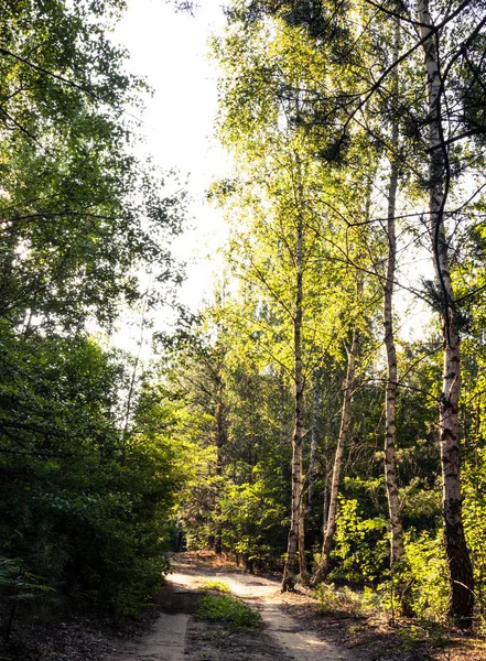 Forest dark birch trees. Sunrise in the forest. Backlight forest. Sunrise forest color.