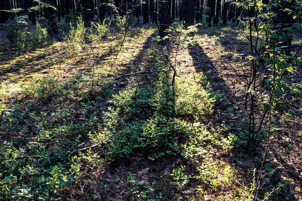 Forest ground grass moss and leaves. Backlight sunrise forest.