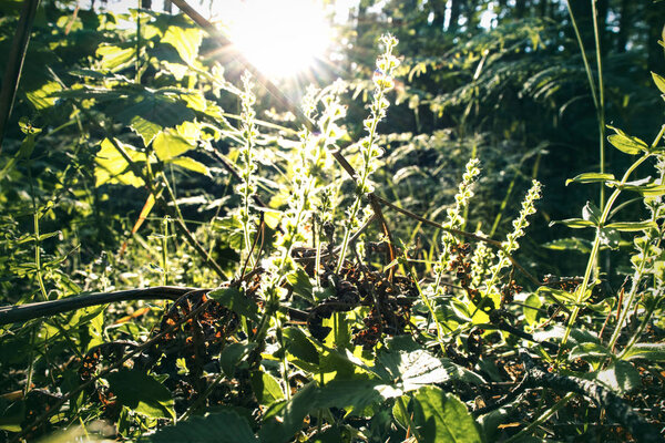 Sunrays in the forest. Backlight sunshine neture. Macro nature ray flora. Dark forest. 