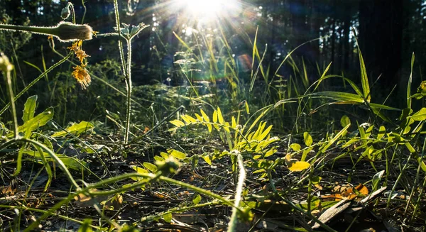 バックライトの太陽の光のネチュール マクロ自然光線植物 暗い森森の中の日光浴 — ストック写真