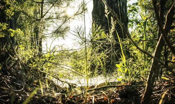 Ormandaki güneş ışınları. Arka ışık güneş ışığı neture. Orman makrosunda gün batımı. 