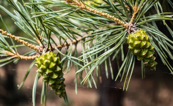 Pine yakın. Orman çam ağaçları dalı. Doğa ormanı yaklaşıyor. Çam ağaçları.