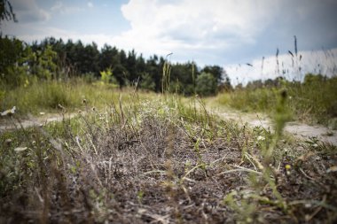 Tarla kuru su. Peyzaj çim yaz alanı. Kuru alan.
