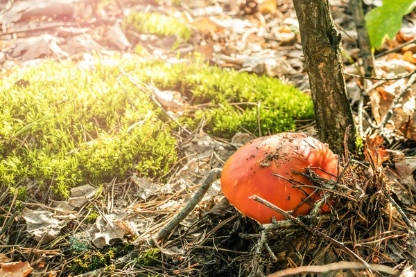森のクローズアップのアマニタ。秋の森の朝の気分. — ストック写真