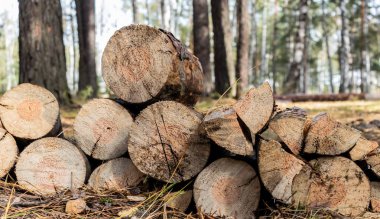 Kereste. Ormanda ateş için odun.. 