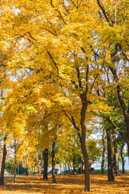 Güzel renkli sonbahar yaprakları yeşil, sarı, turuncu.