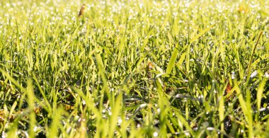 Çiğ çimen çerçeveli doğal yeşil arkaplan.