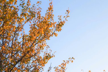 helder gele kleur bomen in de herfst tijd