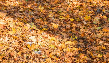 Sonbahar akçaağaç yapraklarının renkli arka planı arkaplanı kapatır