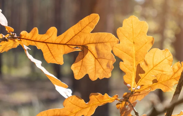背景がぼやけている枝に黄色のオークの葉. — ストック写真