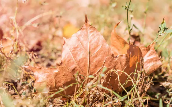 乾燥した草の中の乾燥したカエデの葉. — ストック写真