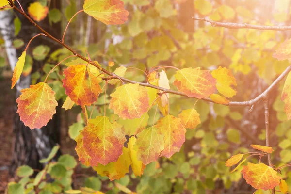Sonbahar yaprakları. Sarı ve kırmızı yapraklı huş ağacı — Stok fotoğraf