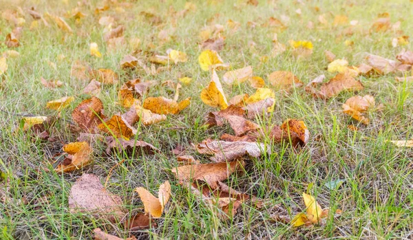 Sarı yapraklar çimlerde. Sonbahar arkaplanı. — Stok fotoğraf