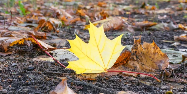 Gele blad alleen op de grond. Geïsoleerd blad. — Stockfoto
