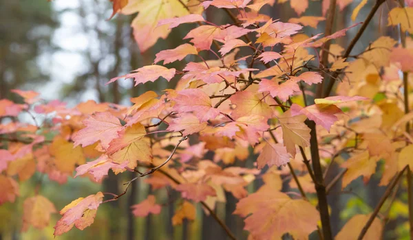 赤と黄色のカエデの葉。秋の色鮮やかな. — ストック写真