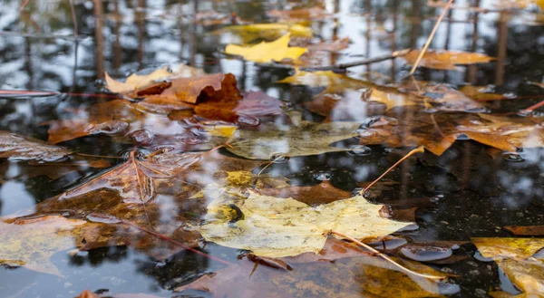 秋は雨の水たまりに葉します。季節の背景. — ストック写真