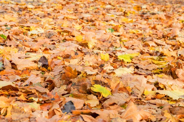 公園内の地面に紅葉. — ストック写真