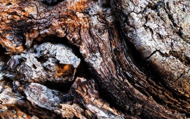 Yaşlı ağaç kabuğu. Doğa arkaplan resmi. Yakın plan..