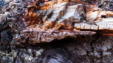 Yaşlı ağaç kabuğu. Doğa arkaplan resmi. Yakın plan..