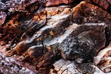 Yaşlı ağaç kabuğu. Doğa arkaplan resmi. Yakın plan..