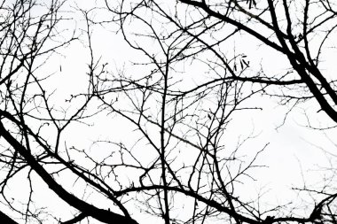 Beyaz arkaplan ile ağaç dalı silueti.