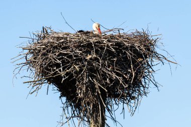 Sütunun üstündeki bir yuvada leylek