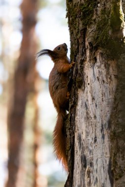Ağaçta poz veren kırmızı sincap. Ağaçta oturan komik tüylü sincabın portresi.