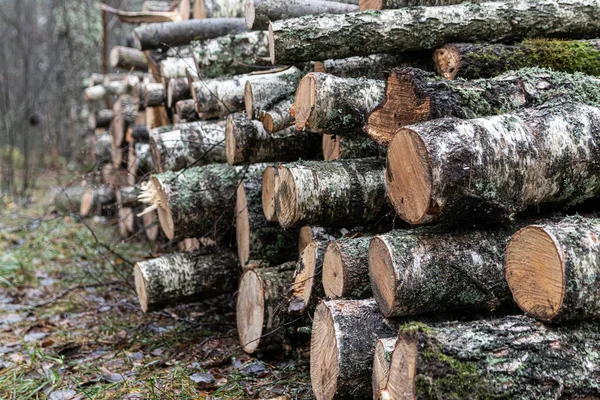 Uma Pilha Madeira Cortada Perto Floresta Conceito Abate Florestal Problema — Fotografia de Stock