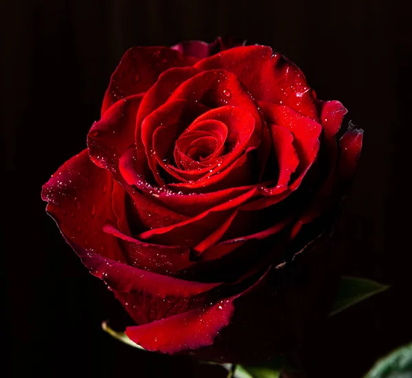 Beautiful red roses with drops of water on black background.