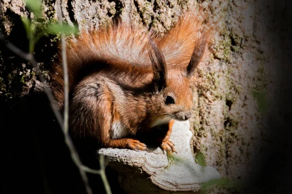 Червона білка позує на дереві. Портрет смішної пухнастої білки з кумедними пухнастими вухами, що сидять на дереві — стокове фото