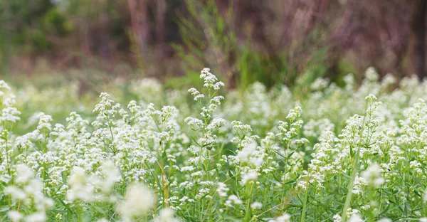 Vahşi çiçeklerin arka planı