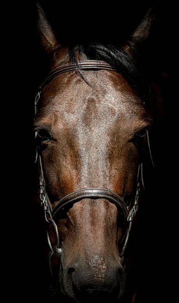 The horse's head is full face close-up. A horse with a bridle on a dark background. A sad horse in the stall. Thoroughbred English horse.