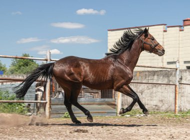 At çiftlikteki çayırda koşar. Dört nala koşuyor. At koşa koşa atlıyor. Kuşhanede safkan bir at var..