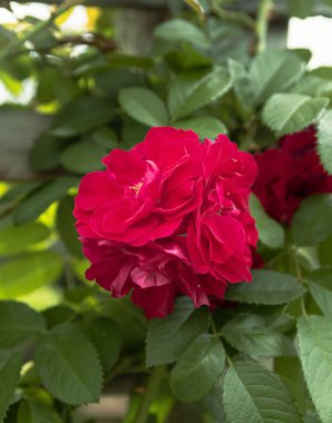 Parkta çiçek açan yemyeşil kırmızı bir gül tomurcuğu. Parkta yaprakları olan kırmızı bir gül..