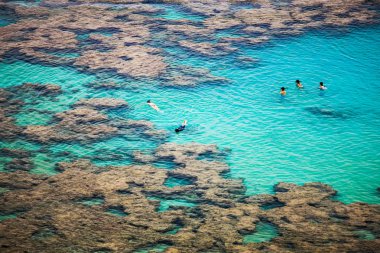 Yüzme ve şnorkel arasında mercan, Hanauma Bay, Oahu, Hawaii