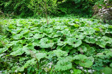 Nehir kenarında yetişen yabani zambaktarlası